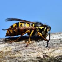 picture of hornet in richmond, va